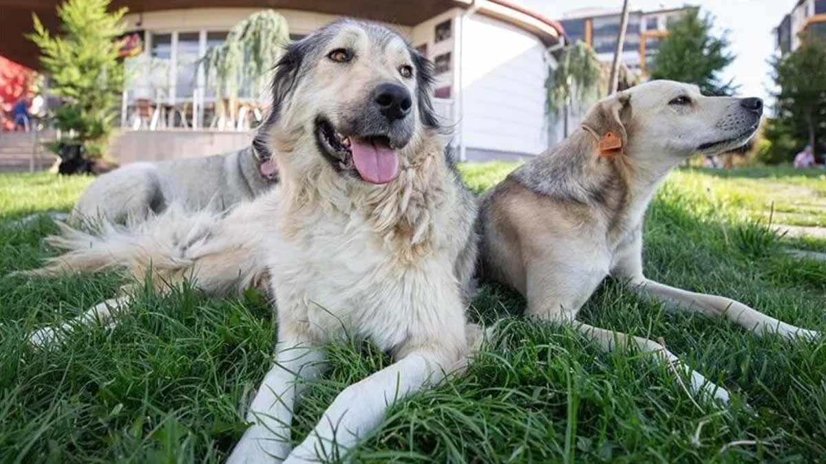 Suya bayılan 5 köpek ırkı: Yüzmek için yaratılmışlar