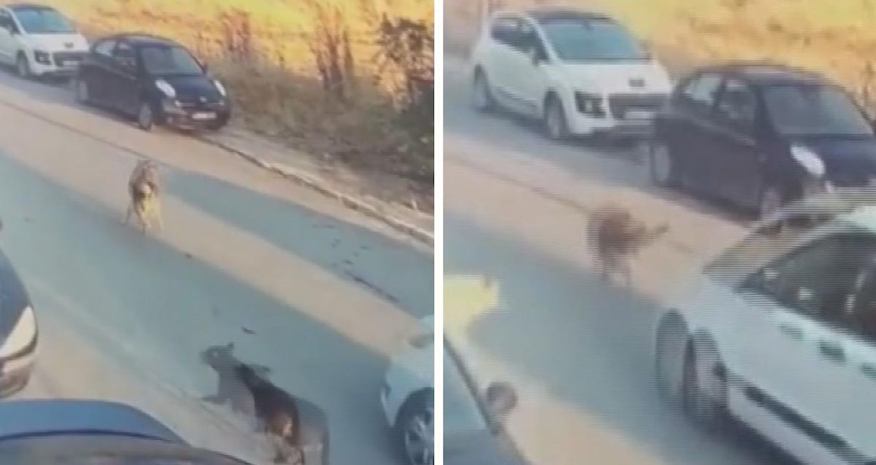 Köpeği kasten ezip öldüren sürücü tutuklandı - Sözcü Gazetesi