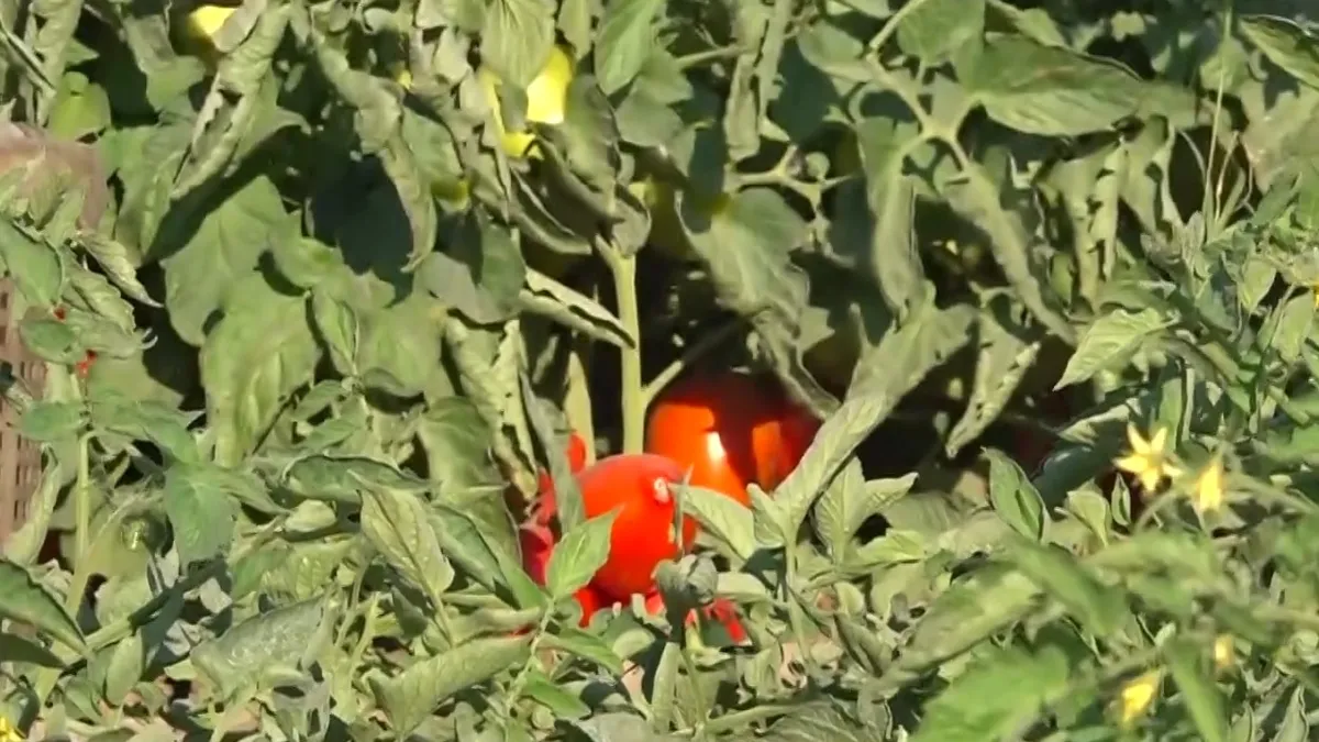 Çanakkale domatesinde verimli hasat dönemi