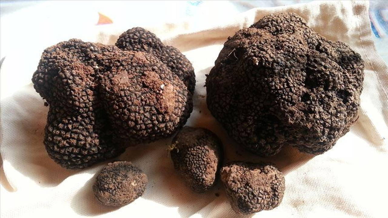 Toprağın 20 santimetre altından 22 tonluk servet çıkarıldı: Kilosu 40 bin lira