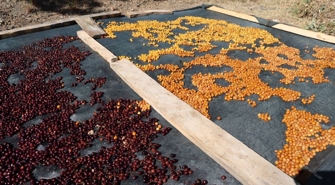 Adana'da Dalında Kalan Kirazlar Kışlık Çerez Olarak Değerlendiriliyor