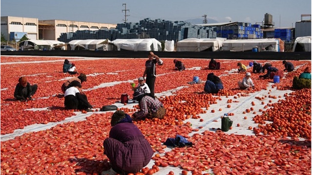 Kurutulmuş Domates İhracatından 61 Milyon Dolarlık Gelir