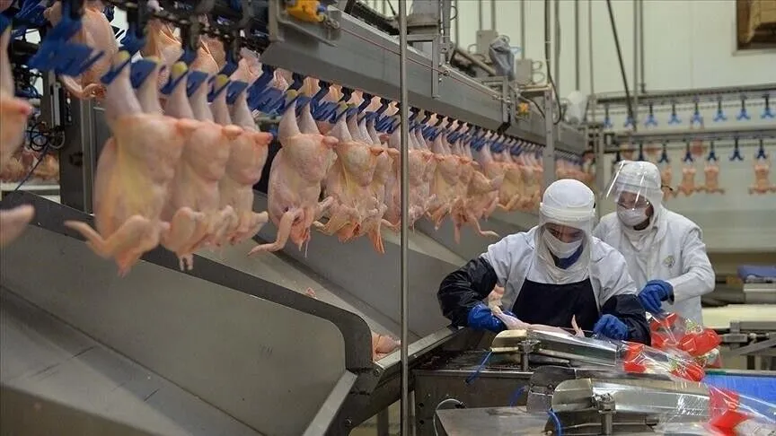 Türkiye, Haziran ayında Tavuk Eti Üretimi %14,7 Arttı ve Yıllık Bazda 232.238 Ton Etkin